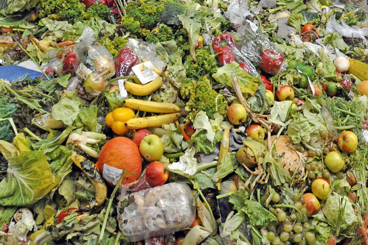 餐厨垃圾能生物转化?没听错,全都是黑水虻干的