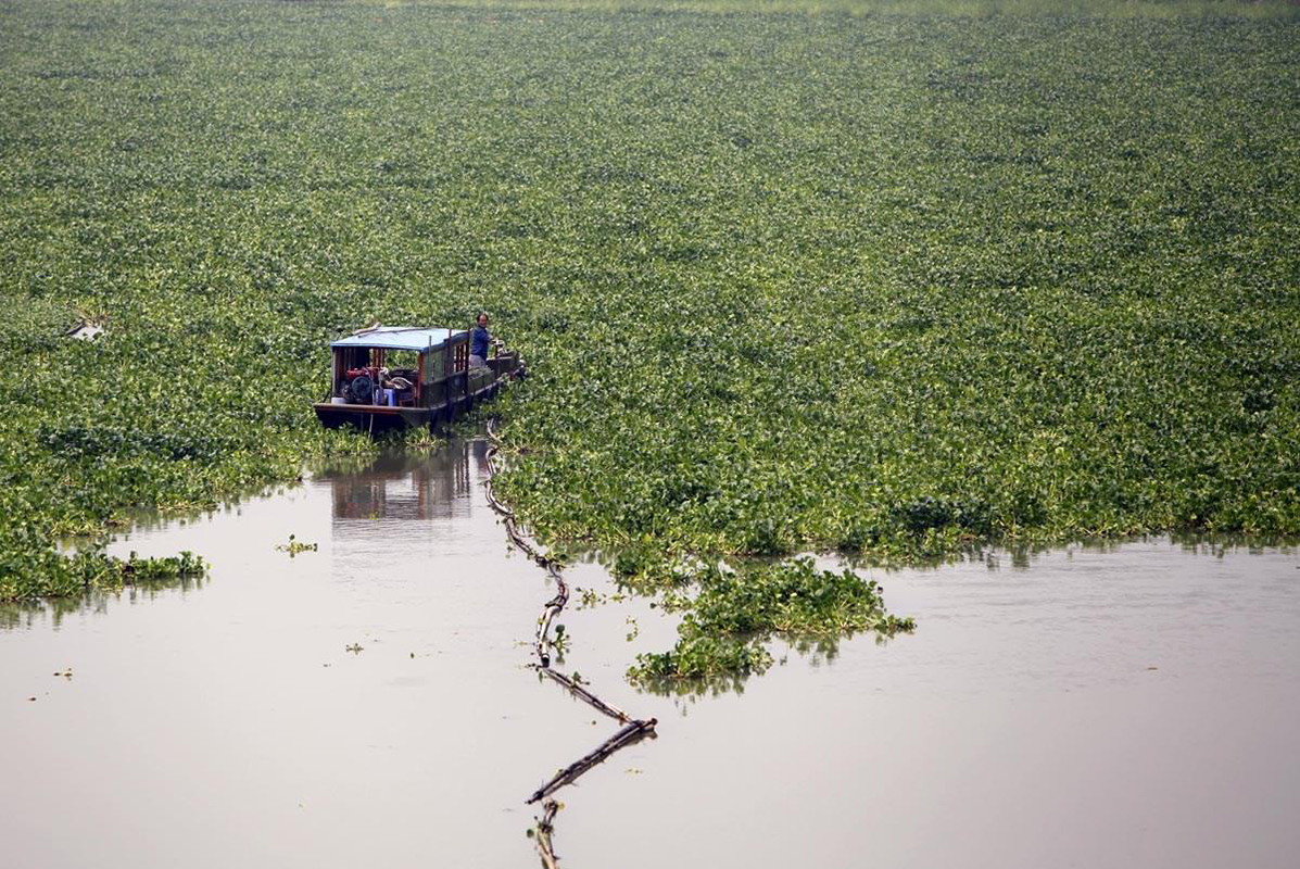 湖面爆发大片的水葫芦