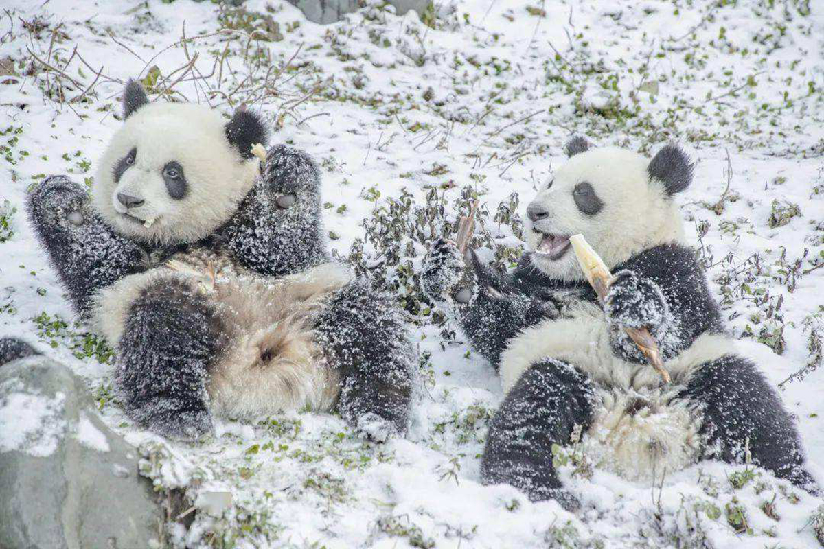 雪地里的大熊猫